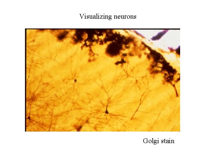 Synaptic transmission background history electrical transmission