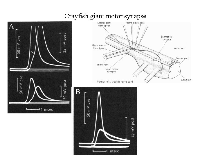 Crayfish giant motor synapse A B 