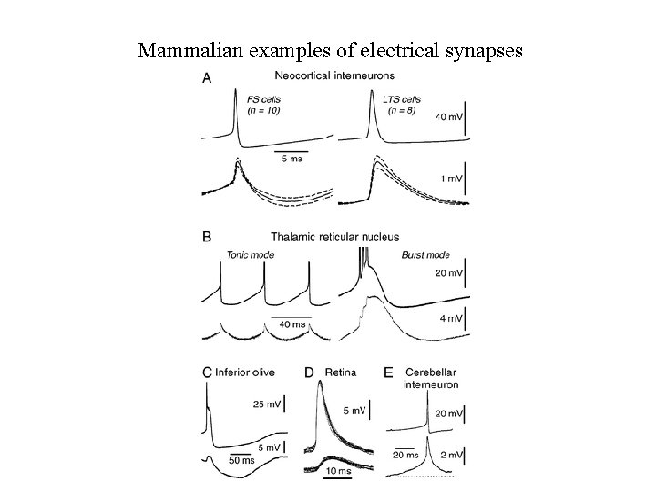 Mammalian examples of electrical synapses 