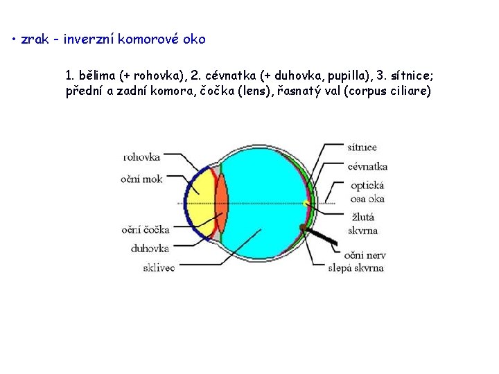  • zrak - inverzní komorové oko 1. bělima (+ rohovka), 2. cévnatka (+
