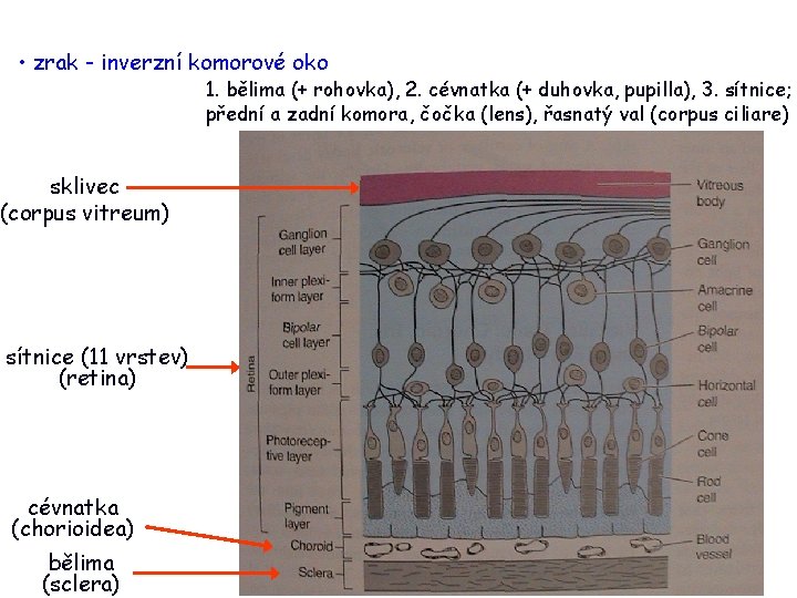  • zrak - inverzní komorové oko 1. bělima (+ rohovka), 2. cévnatka (+