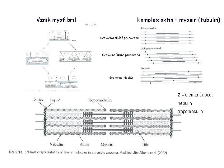 Vznik myofibril Komplex aktin – myosin (tubulin) Svalovina příčně pruhovaná Svalovina šikmo pruhovaná Svalovina