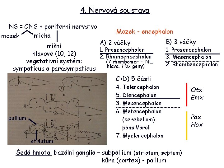 4. Nervová soustava NS = CNS + periferní nervstvo mícha mozek Mozek - encephalon