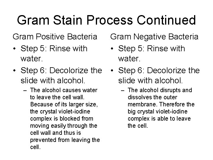 Gram Stain Process Continued Gram Positive Bacteria Gram Negative Bacteria • Step 5: Rinse