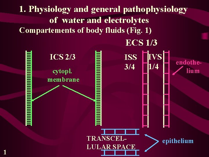 1. Physiology and general pathophysiology of water and electrolytes Compartements of body fluids (Fig.