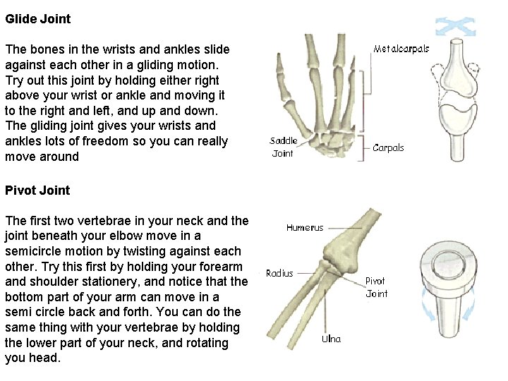 Glide Joint The bones in the wrists and ankles slide against each other in