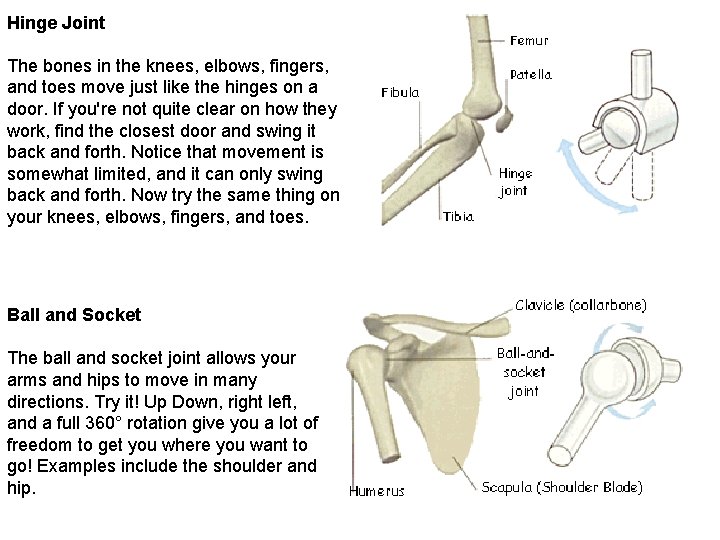 Hinge Joint The bones in the knees, elbows, fingers, and toes move just like