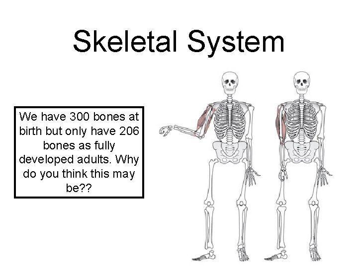 Skeletal System We have 300 bones at birth but only have 206 bones as