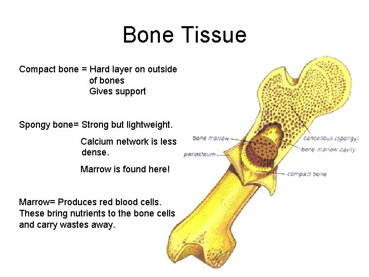 Bone Tissue Compact bone = Hard layer on outside of bones Gives support Spongy