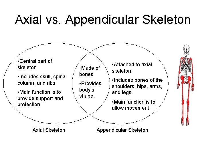 Axial vs. Appendicular Skeleton • Central part of skeleton • Includes skull, spinal column,