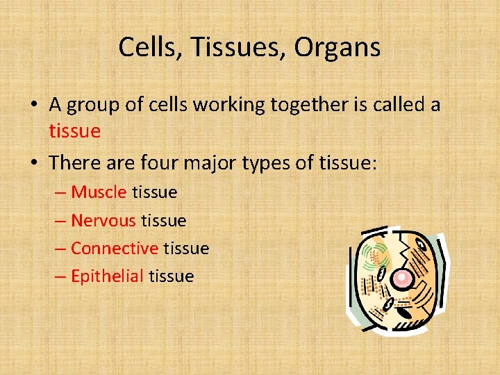 Cells, Tissues, Organs • A group of cells working together is called a tissue