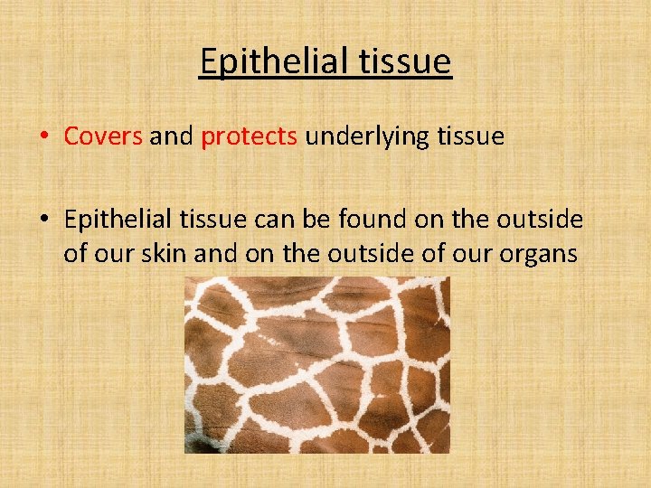 Epithelial tissue • Covers and protects underlying tissue • Epithelial tissue can be found