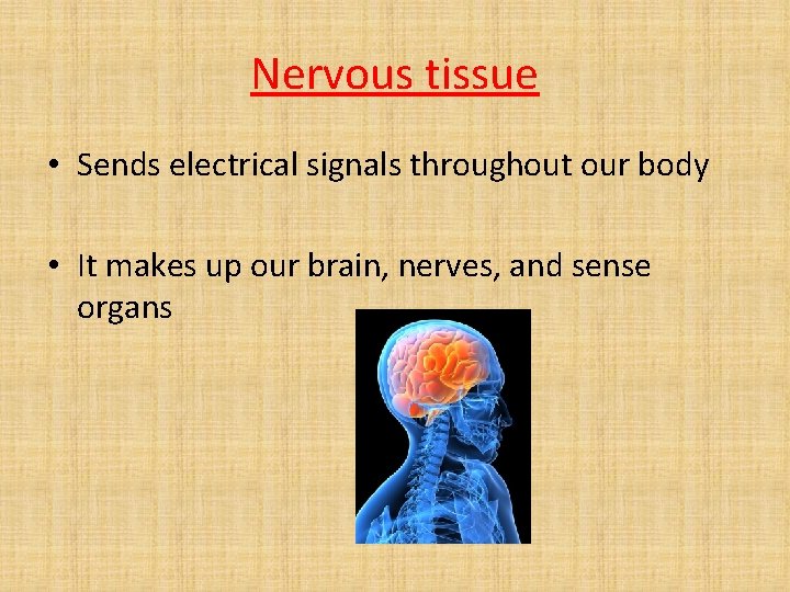 Nervous tissue • Sends electrical signals throughout our body • It makes up our