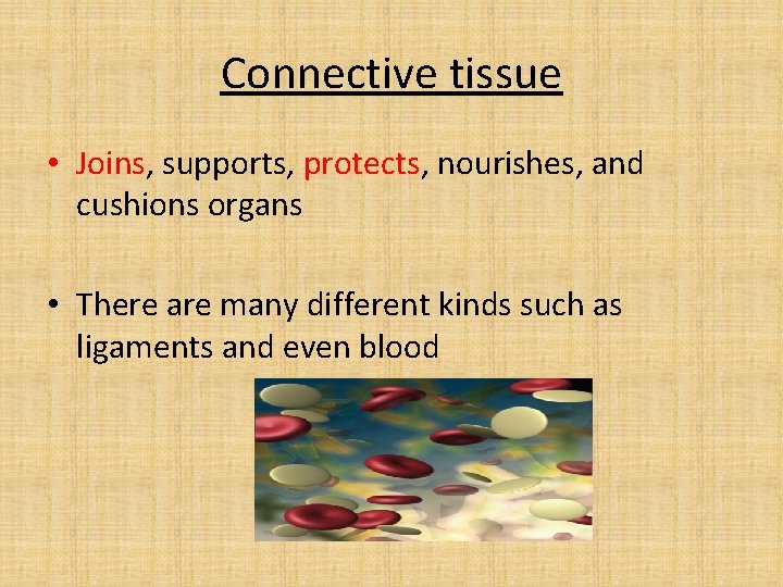 Connective tissue • Joins, supports, protects, nourishes, and cushions organs • There are many