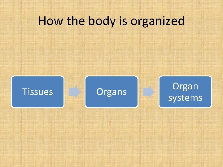 How the body is organized Tissues Organ systems 