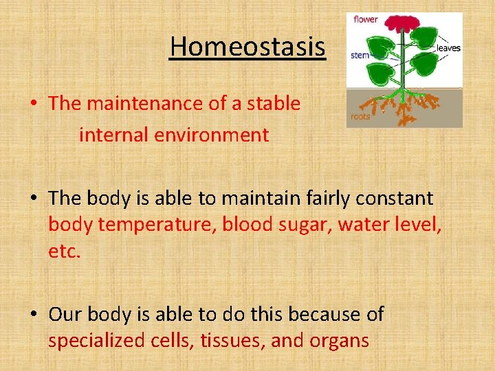 Homeostasis • The maintenance of a stable internal environment • The body is able