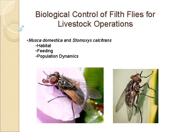 Biological Control of Filth Flies for Livestock Operations • Musca domestica and Stomoxys calcitrans