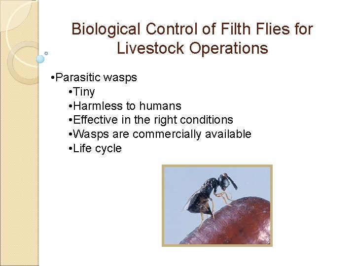 Biological Control of Filth Flies for Livestock Operations • Parasitic wasps • Tiny •