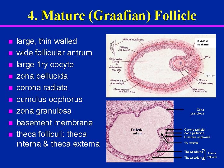 4. Mature (Graafian) Follicle n n n n n large, thin walled wide follicular