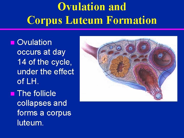 Ovulation and Corpus Luteum Formation Ovulation occurs at day 14 of the cycle, under