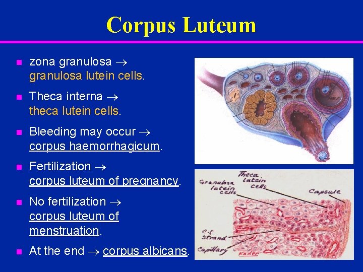 Corpus Luteum n zona granulosa lutein cells. n Theca interna theca lutein cells. n