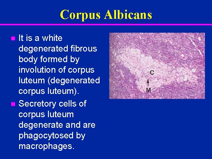 Corpus Albicans It is a white degenerated fibrous body formed by involution of corpus