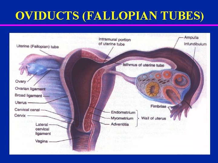 OVIDUCTS (FALLOPIAN TUBES) 