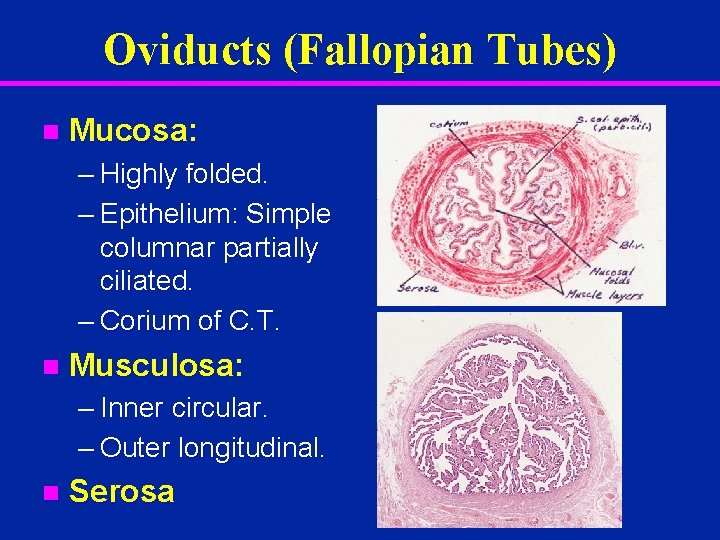 Oviducts (Fallopian Tubes) n Mucosa: – Highly folded. – Epithelium: Simple columnar partially ciliated.