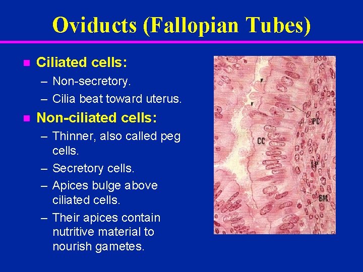 Oviducts (Fallopian Tubes) n Ciliated cells: – Non-secretory. – Cilia beat toward uterus. n