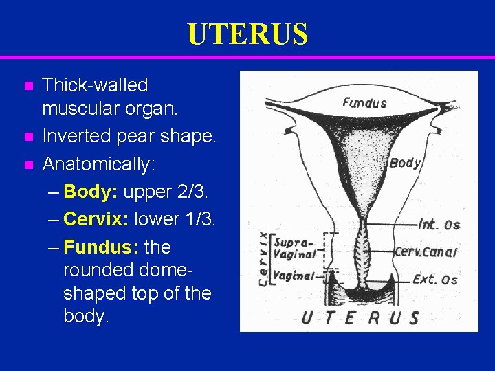 UTERUS n n n Thick-walled muscular organ. Inverted pear shape. Anatomically: – Body: upper
