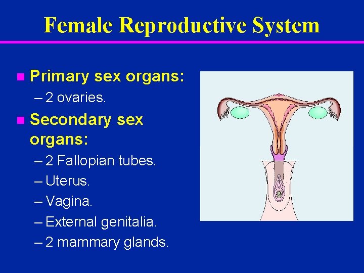Female Reproductive System n Primary sex organs: – 2 ovaries. n Secondary sex organs: