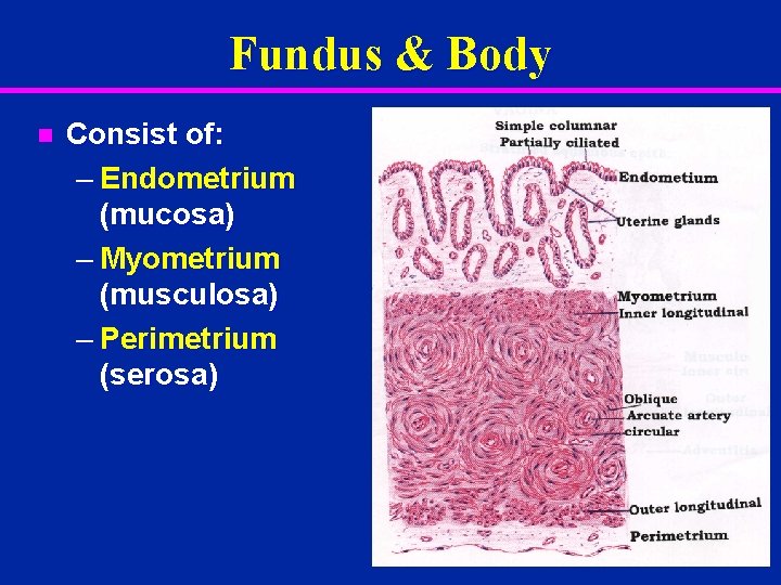 Fundus & Body n Consist of: – Endometrium (mucosa) – Myometrium (musculosa) – Perimetrium