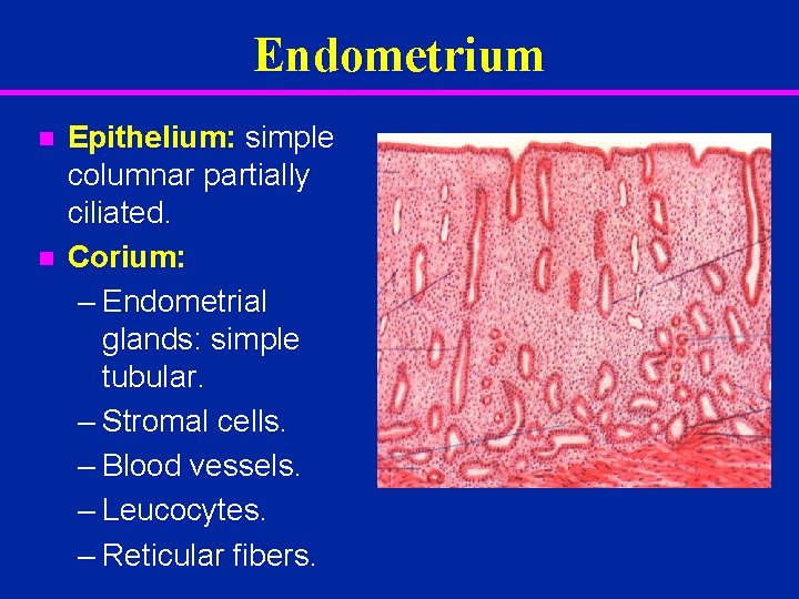 Endometrium n n Epithelium: simple columnar partially ciliated. Corium: – Endometrial glands: simple tubular.