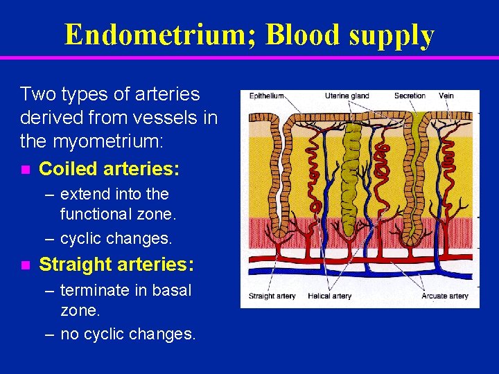 Endometrium; Blood supply Two types of arteries derived from vessels in the myometrium: n
