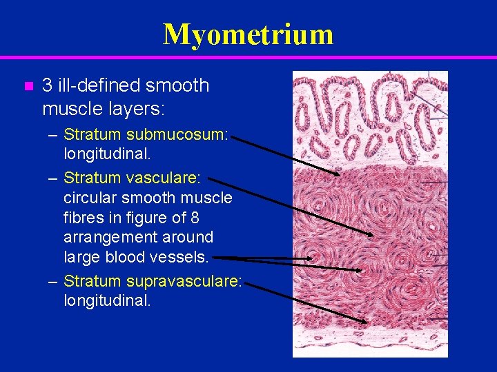 Myometrium n 3 ill-defined smooth muscle layers: – Stratum submucosum: longitudinal. – Stratum vasculare: