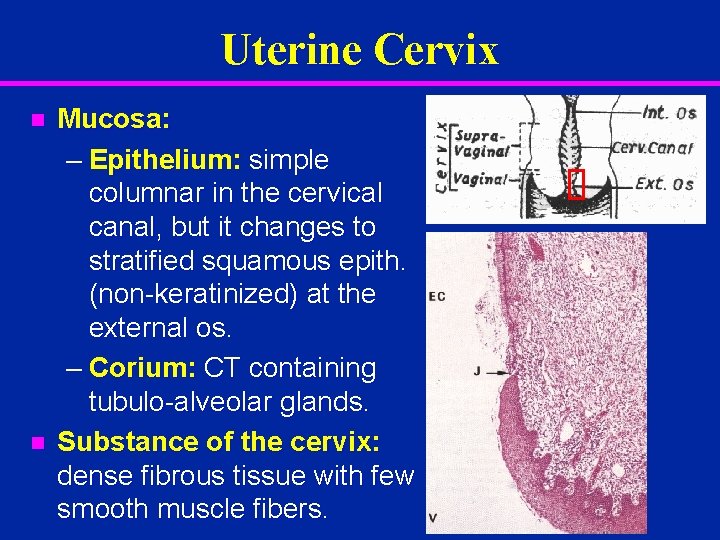 Uterine Cervix n n Mucosa: – Epithelium: simple columnar in the cervical canal, but