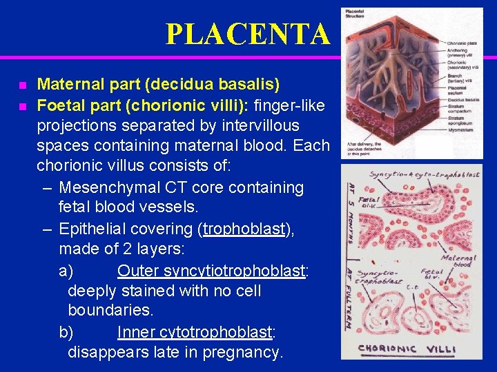 PLACENTA n n Maternal part (decidua basalis) Foetal part (chorionic villi): finger-like projections separated
