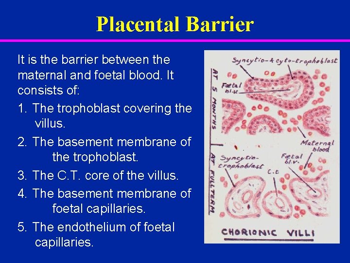 Placental Barrier It is the barrier between the maternal and foetal blood. It consists