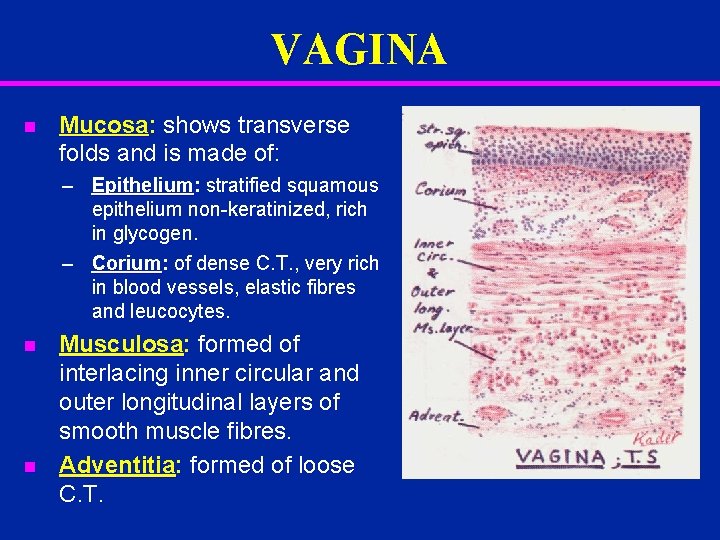 VAGINA n Mucosa: shows transverse folds and is made of: – Epithelium: stratified squamous