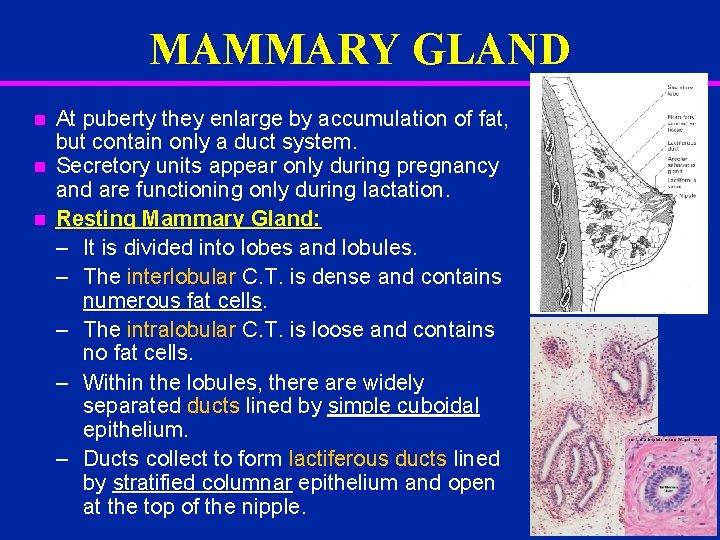 MAMMARY GLAND n n n At puberty they enlarge by accumulation of fat, but