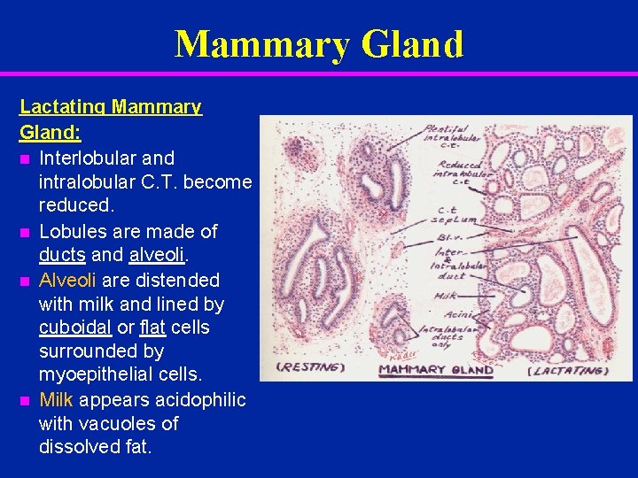 Mammary Gland Lactating Mammary Gland: n Interlobular and intralobular C. T. become reduced. n
