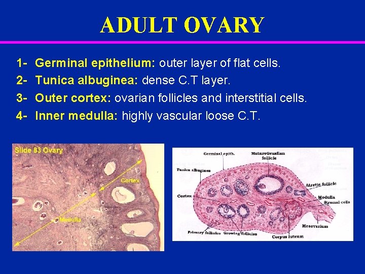 ADULT OVARY 1234 - Germinal epithelium: outer layer of flat cells. Tunica albuginea: dense