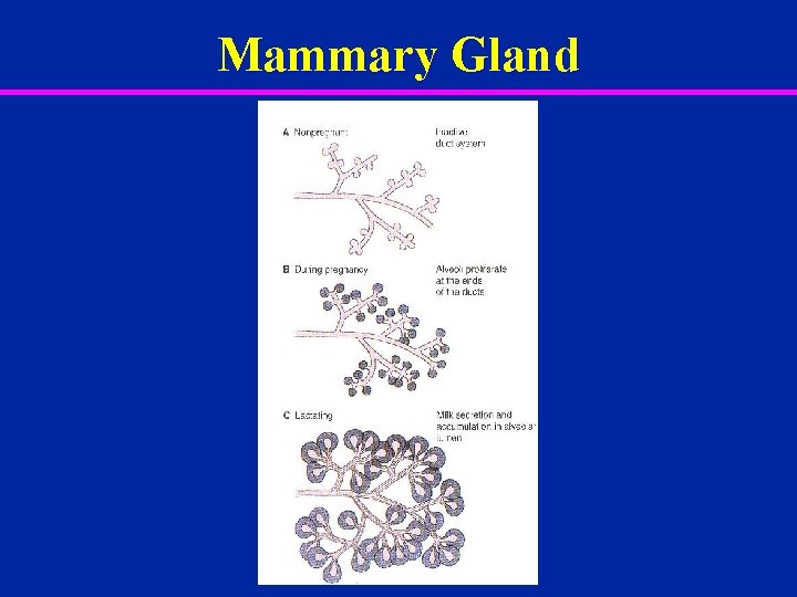Mammary Gland 