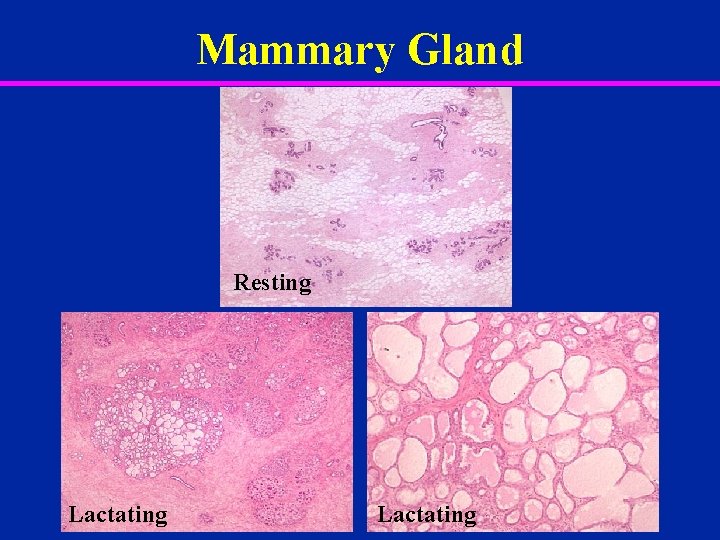 Mammary Gland Resting Lactating 