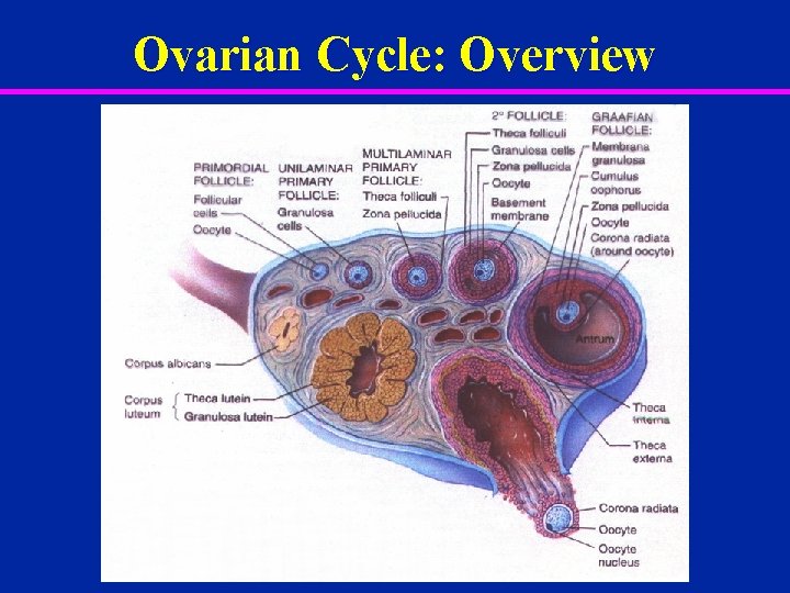 Ovarian Cycle: Overview 