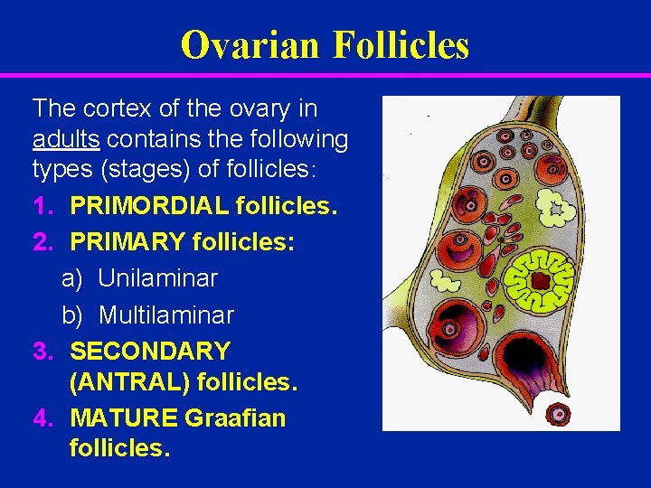 Ovarian Follicles The cortex of the ovary in adults contains the following types (stages)
