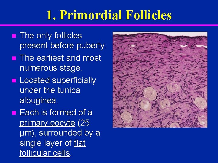 1. Primordial Follicles n n The only follicles present before puberty. The earliest and