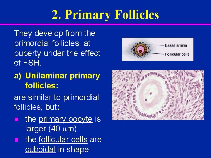 2. Primary Follicles They develop from the primordial follicles, at puberty under the effect