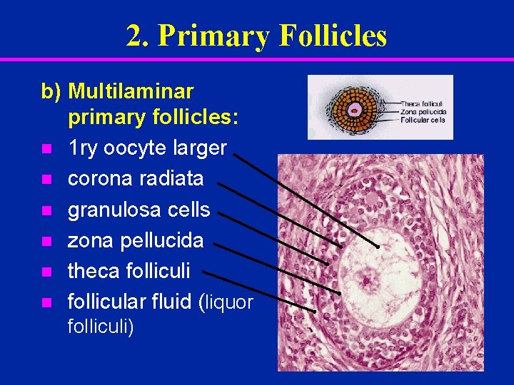 2. Primary Follicles b) Multilaminar primary follicles: n 1 ry oocyte larger n corona