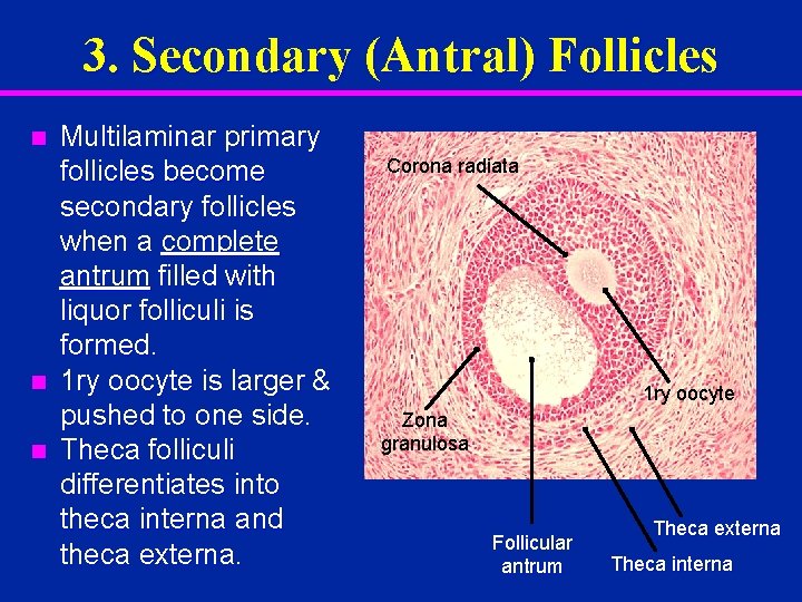 3. Secondary (Antral) Follicles n n n Multilaminar primary follicles become secondary follicles when